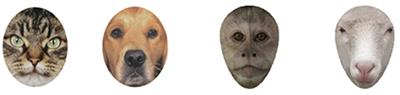 Infants' Daily Experience With Pets and Their Scanning of Animal Faces